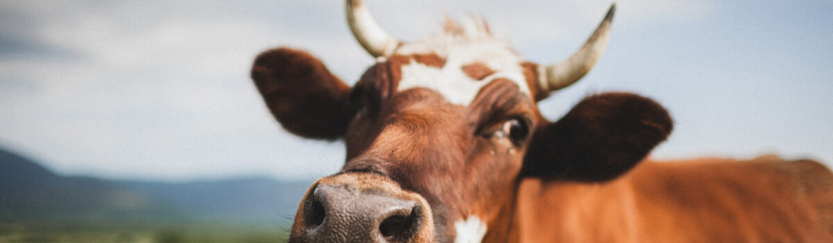 4 Cosas que debes hacer para cuidar la higiene de los animales de granja
