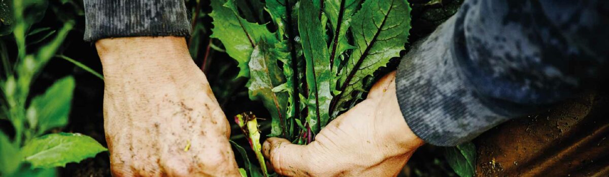 Conoce la importancia del agua de buena calidad en los cultivos orgánicos  