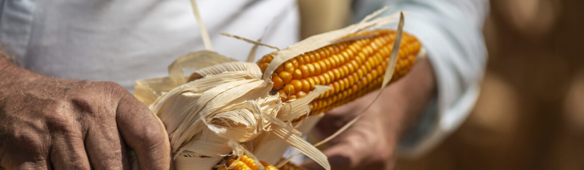 ¿Cómo la sequía en México afecta la producción de alimentos?