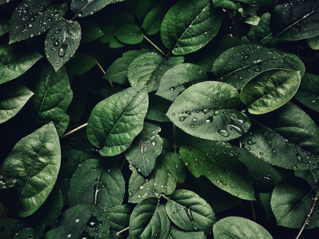 Vegetación 