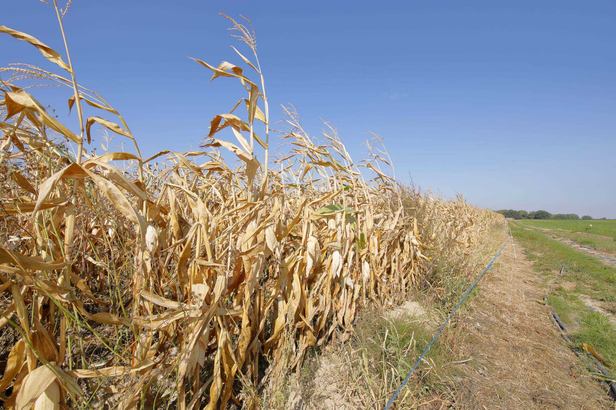 Sequía en agricultura