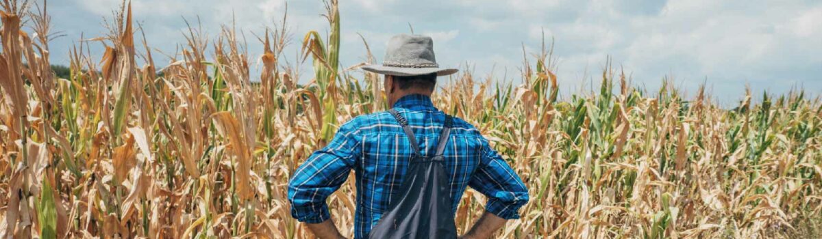 4 afectaciones de las sequías en la agricultura